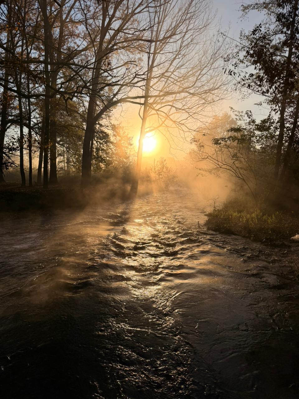 Misty morning by the river